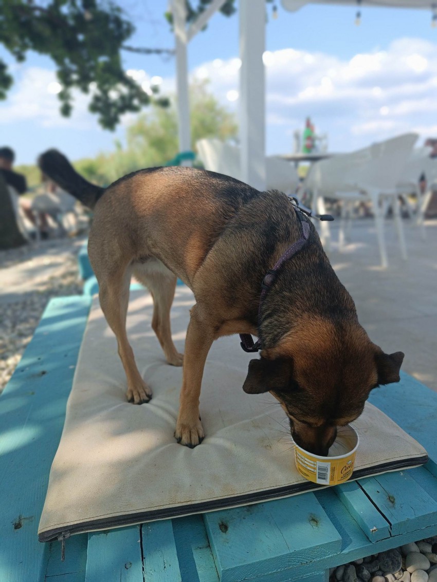 V vročih dneh tudi psom prija osvežitev. Nič ni boljšega od pasjega sladoleda z okusom lososa, govedine ali piščanca.