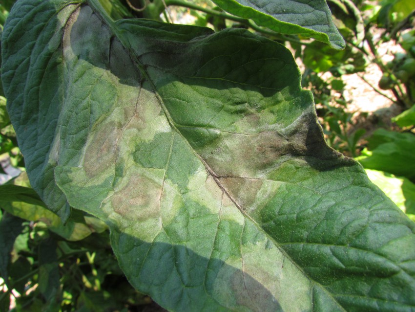 Prvi znaki krompirjeve plesni se pojavijo na spodnjih listih v obliki peg.