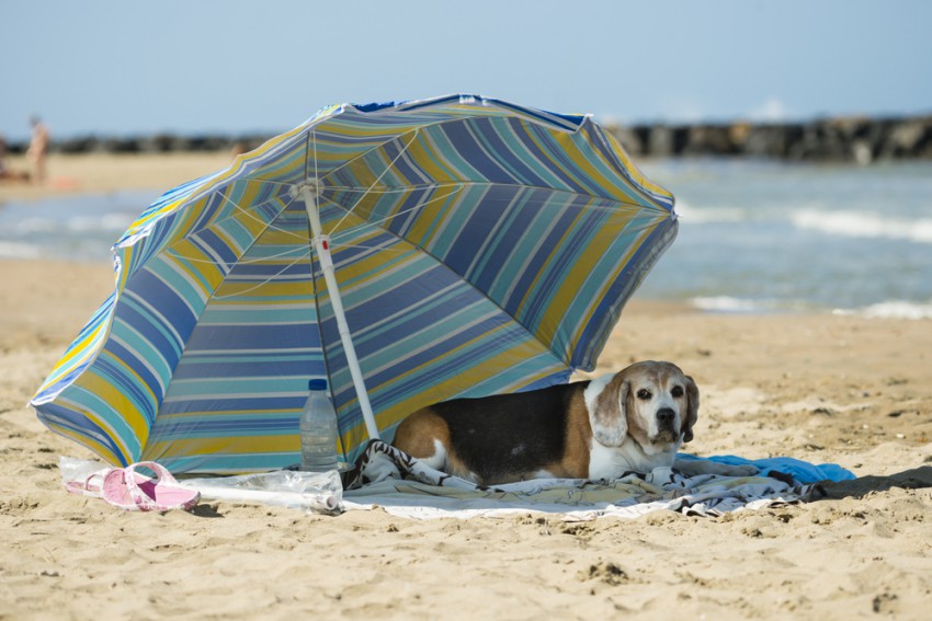 Poskrbite za zaščito psa pred sončnimi žarki.