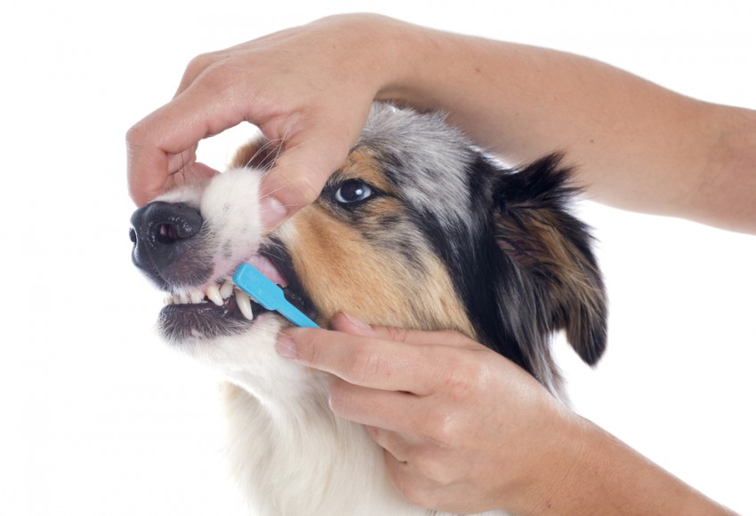 Redna ustna nega je ključna za splošno zdravje in dobro počutje vašega psa.