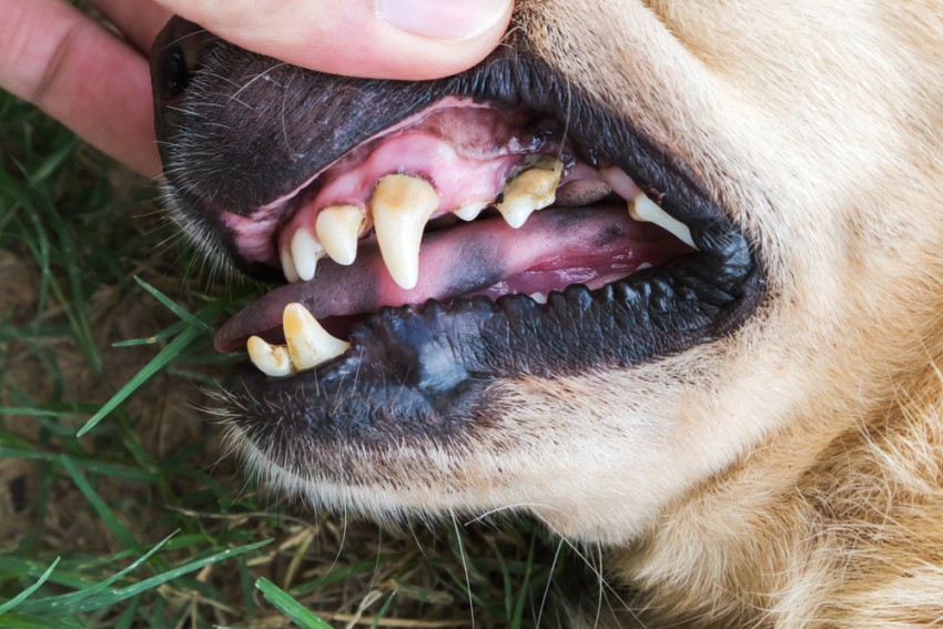 Če na zobeh opazite zobni kamen, psa odpeljite k veterinarju, da ga ostrani.
