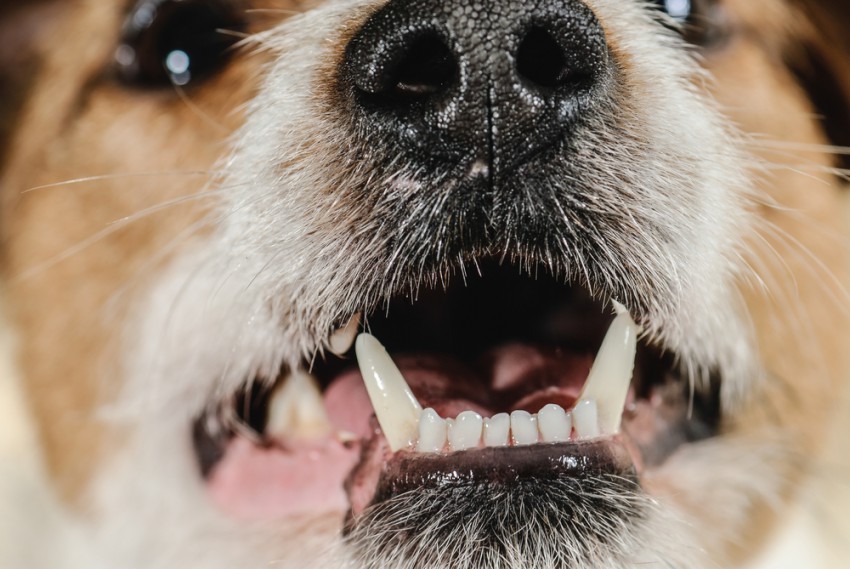 Poskrbimo, da bodo zobje našega psa lepi, čisti in zdravi.