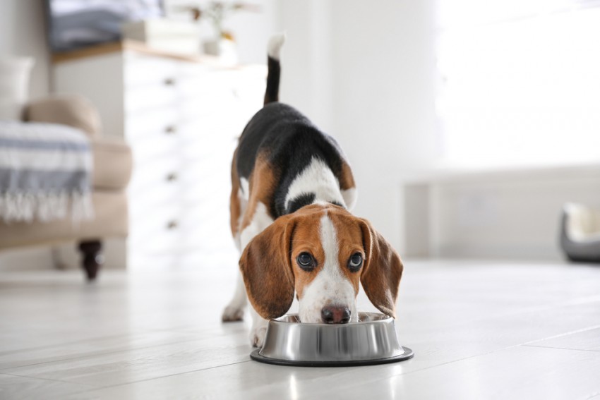 Rutina, tudi pri hranjenju, je temeljni vidik življenja psa, ki prinaša številne koristi za njegovo dobro počutje.