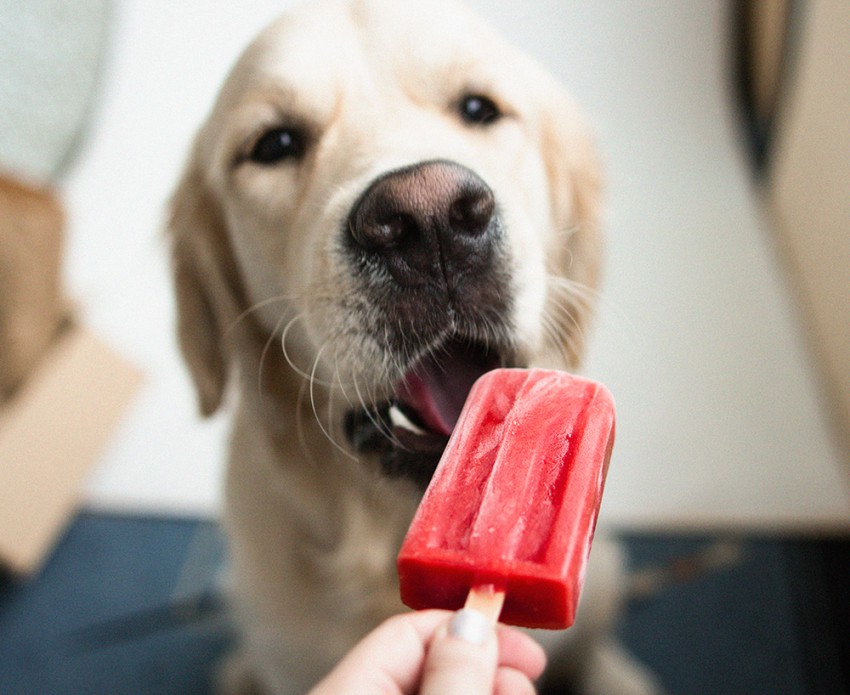 Poigrajte se z okusi in ugotovite, katerega vaš pes najbolj obožuje.