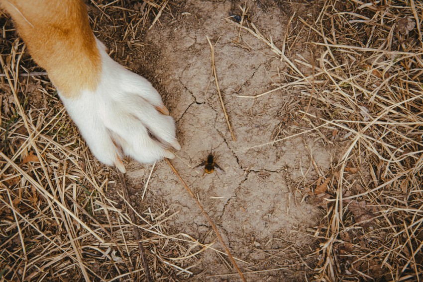 Žuželke najpogosteje želo zapičijo v tačke, smrček ali okolico oči, še posebej, če psi stopijo nanje ali jih lovijo.