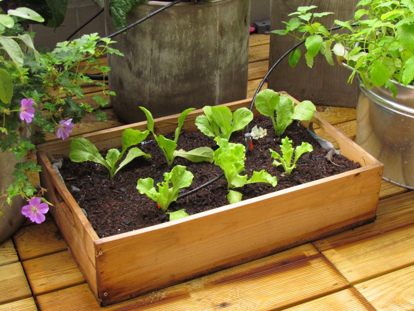 Za sajenje solate lahko naredimo leseni zabojček. Če jo sadimo narazen, bo oblikovala glavice. 