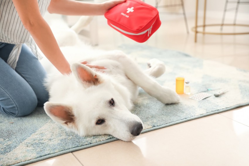 Prva pomoč, ki jo hišnemu ljubljenčku nudimo na kraju dogodka, še pred zdravljenjem pri veterinarju, je ključnega pomena za reševanje življenj.