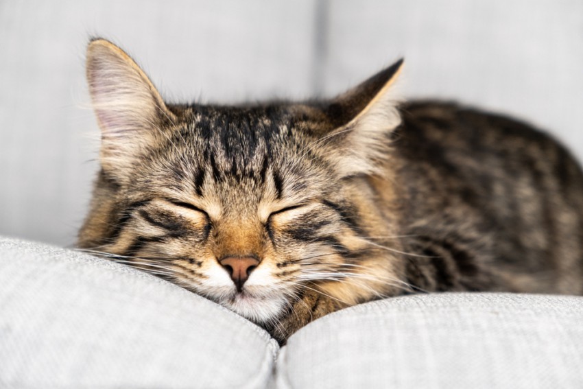 Če mačke med dremanjem na primer premikajo ušesa, samo počivajo in so še vedno pozorne na okolico.