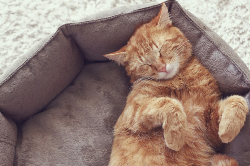 Mačke spijo v povprečju 15 ur na dan.
