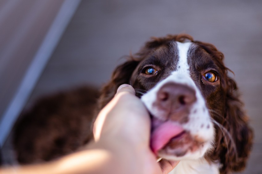 Psi ližejo človeka tudi zaradi vonjav ali ker se počutijo podrejeni.