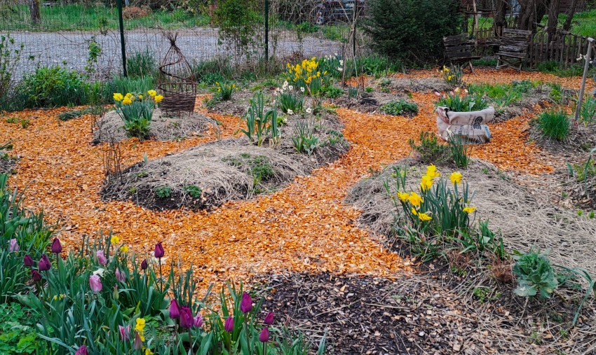 Zgodaj spomladi, ko so zelenjavne gredice še več ali manj prazne, polepšajo vrt čebulnice. 