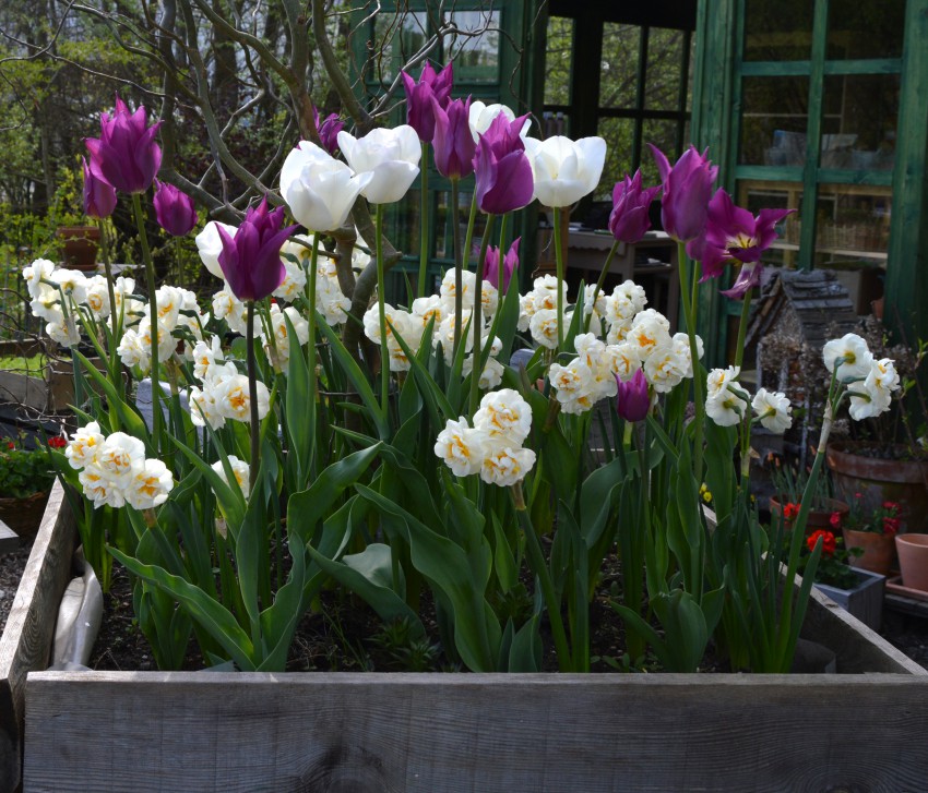 Lepa kombinacija dišečih narcis in dveh sort tulipanov s cvetovi različnih barv in oblik. 