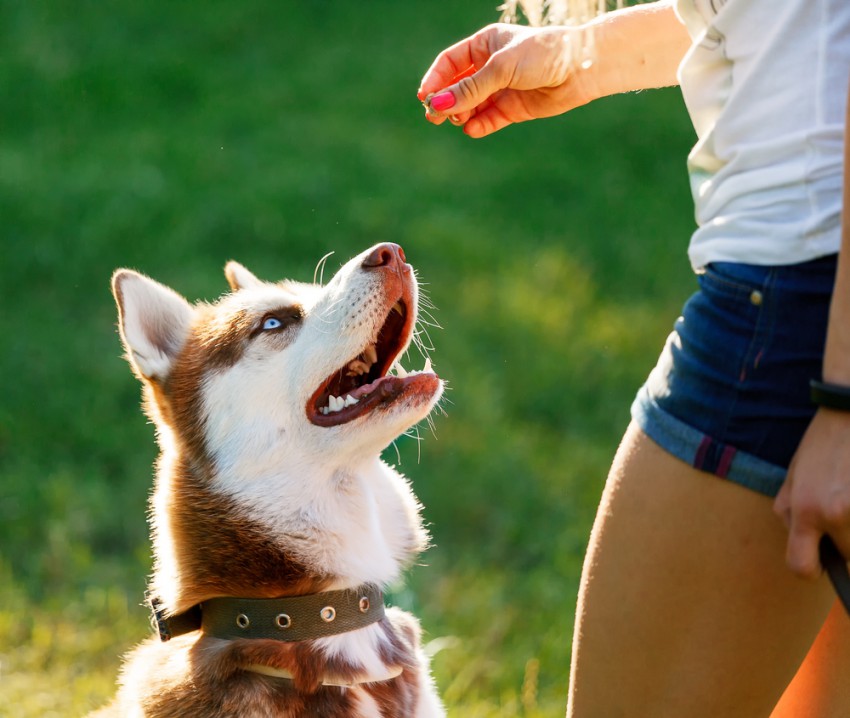 <p>Pri trmastem psu je še posebej pomembno, da vsako zaželeno vedenje nagradite.</p>