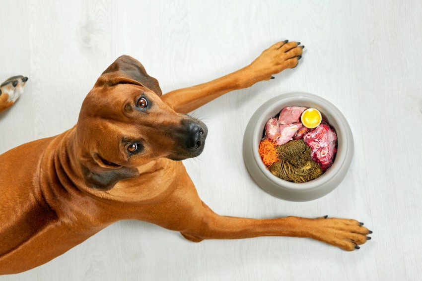 <p>Lastniki, ki hranijo psa s surovo hrano, morajo vedeti, da priprava takšnega obroka terja veliko znanja, časa in doslednosti.</p>
