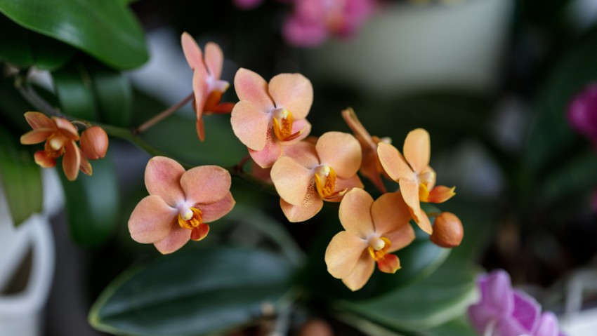 <p>Za popestritev zimske sivine lahko izberete čudovito cvetočo orhidejo v breskovem odtenku.</p>