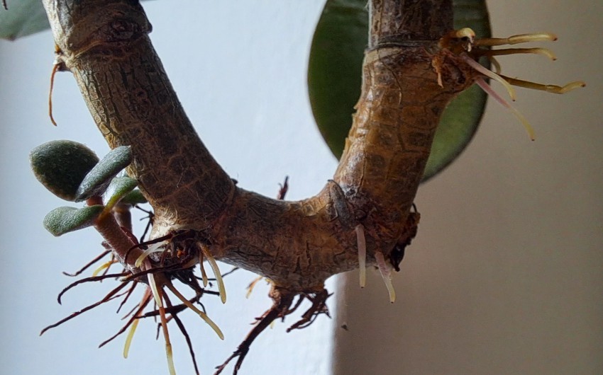 Iz kolenc stebla poganjajo koreninice z mladimi rastlinami. 