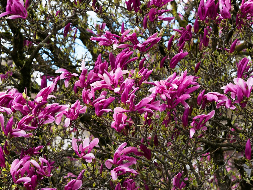 Tako kot vse magnolije tudi lilijasto magnolijo (Magnolia lilliflora) obrezujemo samo, kolikor je nujno. Večje rane se slabo celijo.