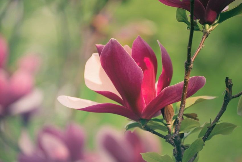 Magnolia lilliflora 'Nigra' ima čašaste cvetove, ki so na zunanji strani obarvani vijolično, na notranji strani pa nežno rožnato. 