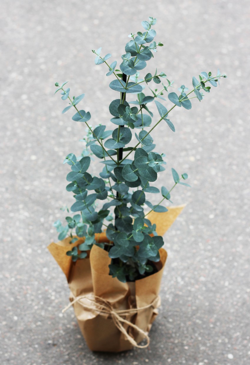 <p>Če dobite v dar tako lepo sadiko modrega evkalipta, jo presadite v velik lonec in jo imejte na prostem, ne v sobi, prezimite pa jih tam kot oleandre ali citruse.</p>