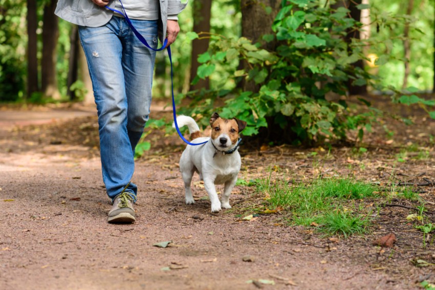 Psu bo veliko bolj zanimivo, če ga ne boste vsak dan peljali na sprehod po istih poteh.